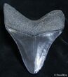 Inch Georgia Megalodon Tooth - Serrations! #2689-2